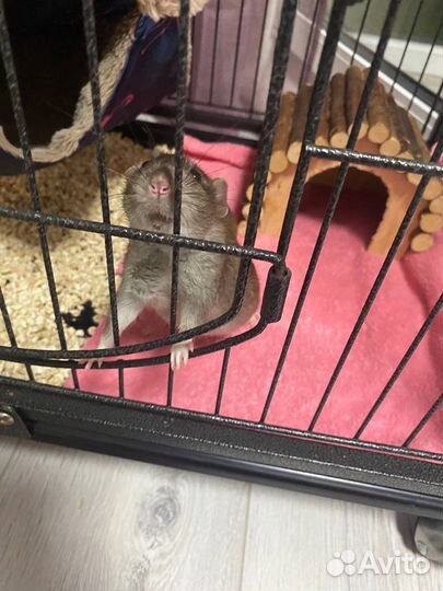 Крыса Бисквит, Агути ручная