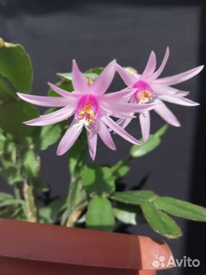 Рипсалидопсис, пасхальник, декабрист