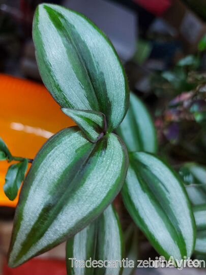 Срезы традесканций