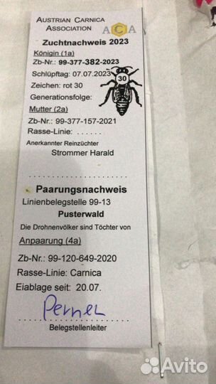 Пчёлы, пчелопакеты, пчелосемьи карника