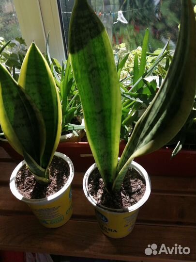 Комнатные растения