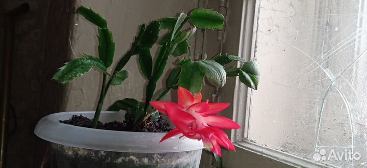 Декабрист,Разное