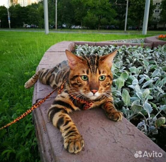 Бенгальский кот (Вязка)