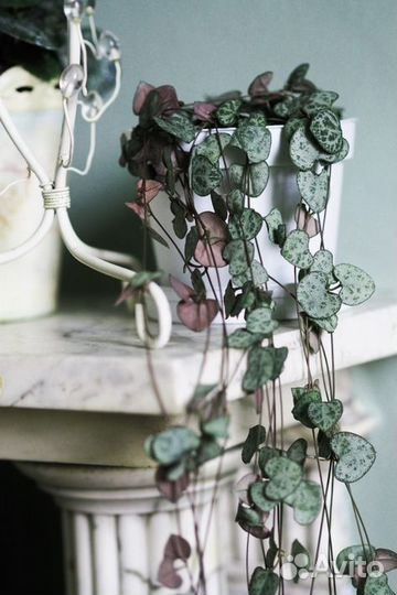 Церопегия вуди