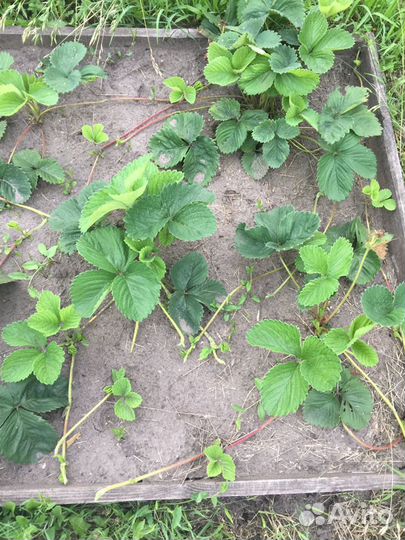 Рассада клубники. Гигантелла Максим, ремонтантная