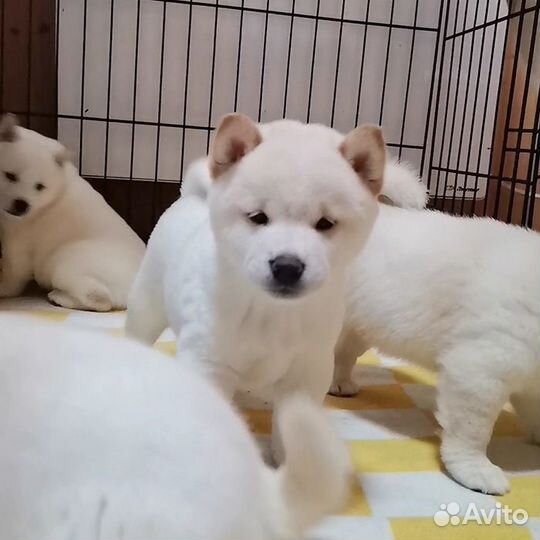 Белые Сиба ину. Ми-ми-мишки