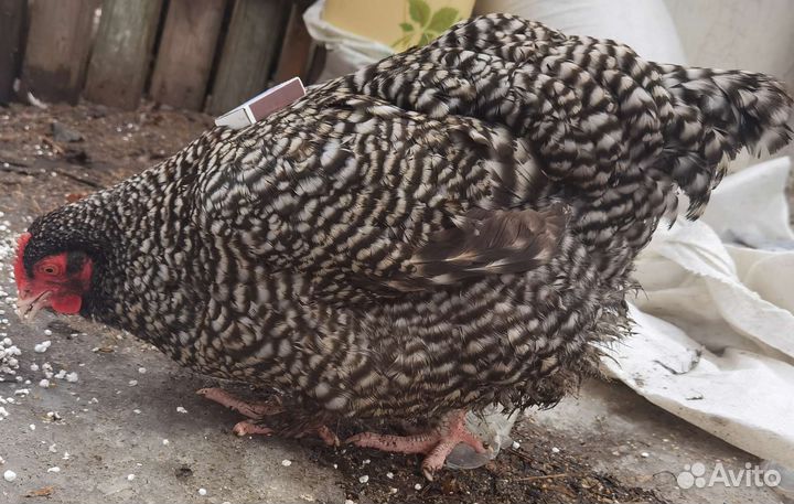 Цыплята мехеленская кукушка