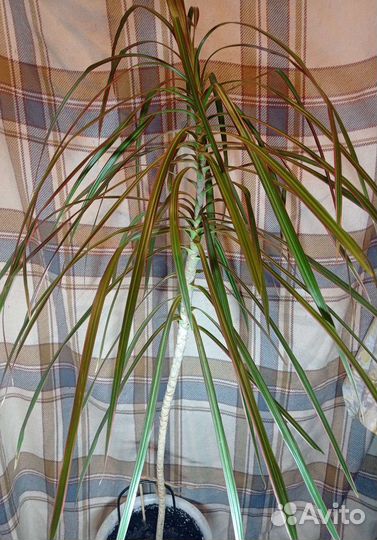 Пальма драцена