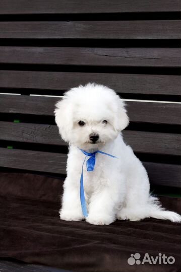 Щенки бишон фризе мини