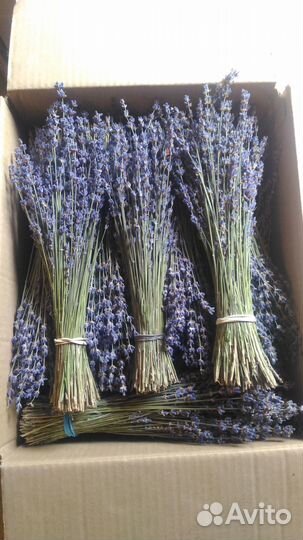 Букеты крымской лаванды
