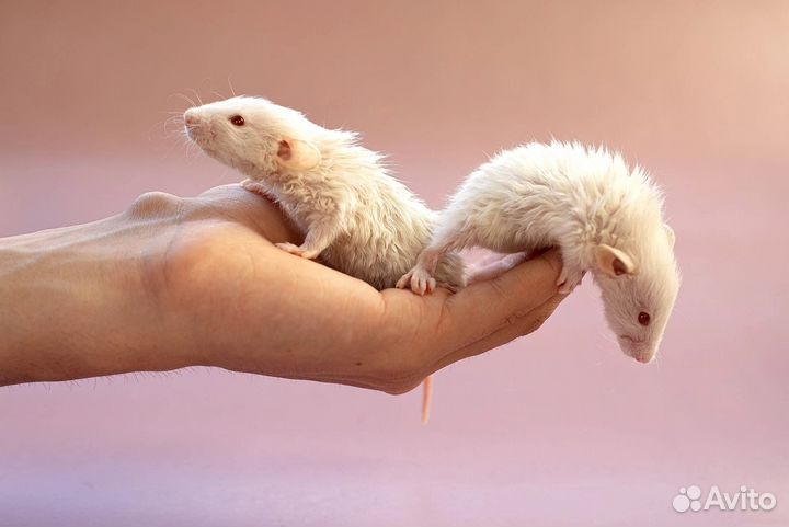Крыса лонг крысята