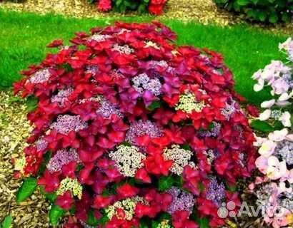 Гортензия Ротшванц