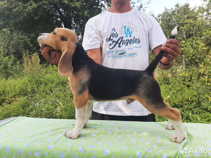 Щенки бигль