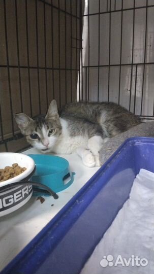 Нежная малышка Твити ищет любящую семью