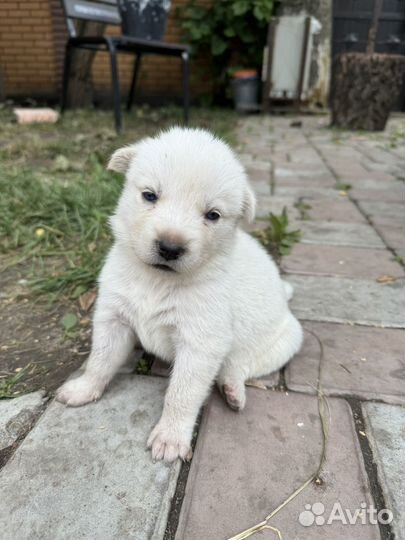 Святорусский Вой