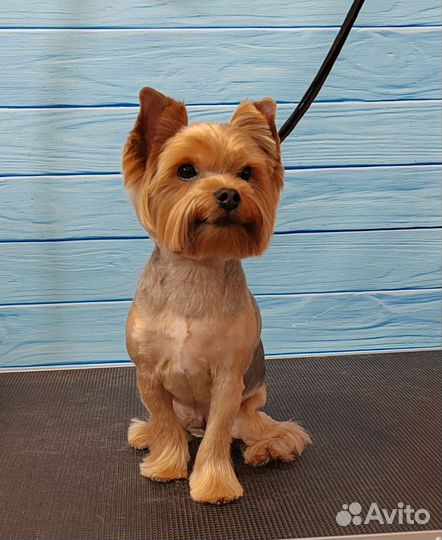 Стрижка собак