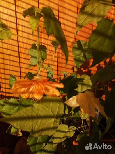 Абутилон оранжевый