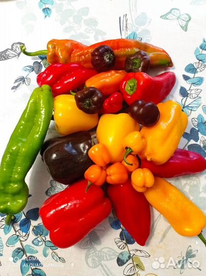 Семена сортового сладкого перца