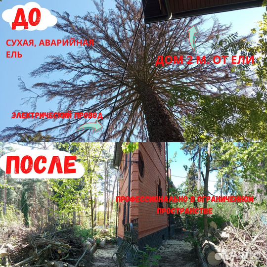 Спилить дерево. Обрезка плодовых