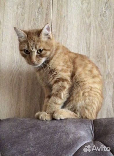 Кот Кошка в дар