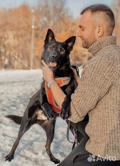 Собака из приюта в добрые руки