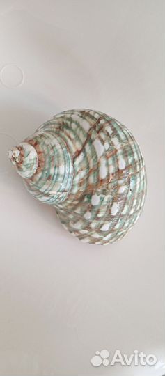 Ракушка морская большая Средиземное море