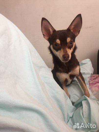 Вязка той-терьер