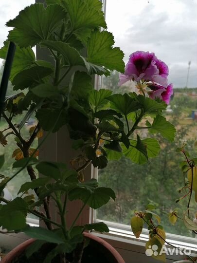 Продам цветы комнатные