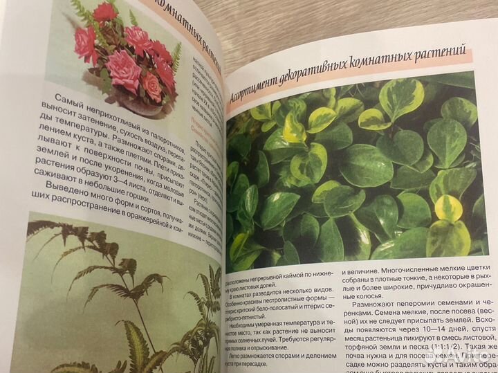 Энциклопедия комнатных растений