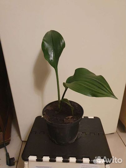 Эухарис амазонская лилия