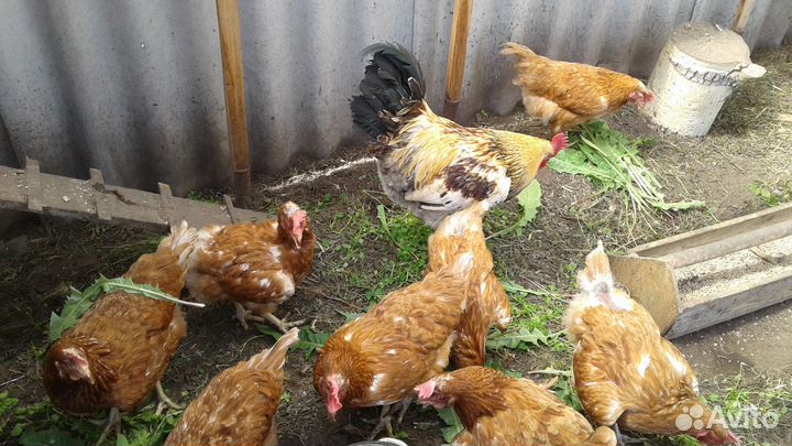 Куриный помет