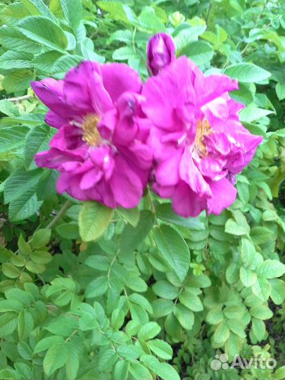 Китайская роза