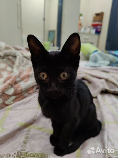 Котики бесплатно