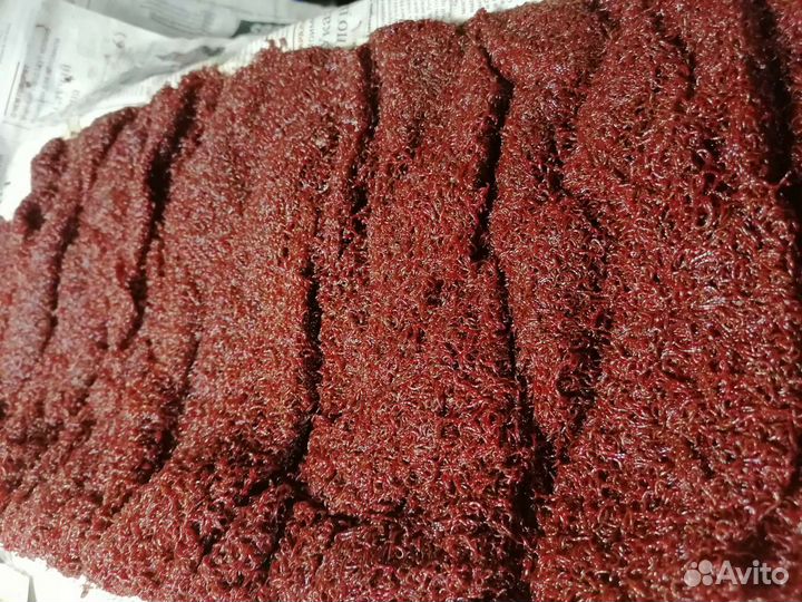 Мотыль, червь, опарыш,выползок, дендробена