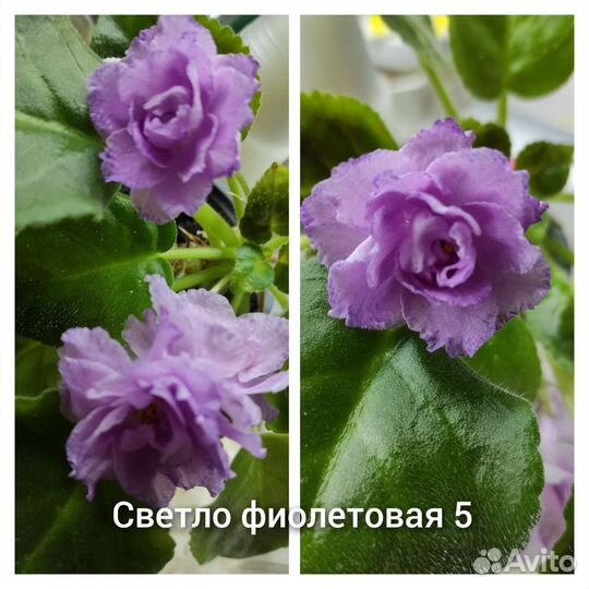 Цветы фиалки