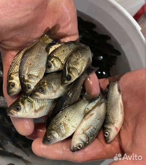 Живец карась