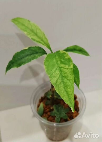 Комнатные растения(хойи, эониумы)