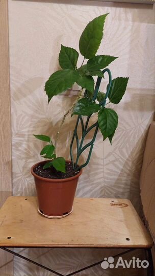 Комнатные цветы