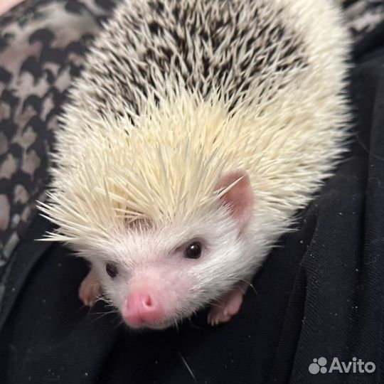 Вязка Африканский ежик