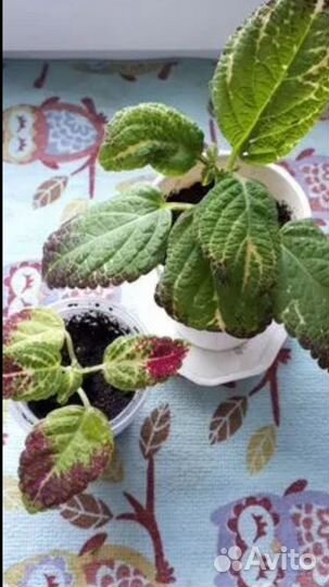 Колеус Аватар