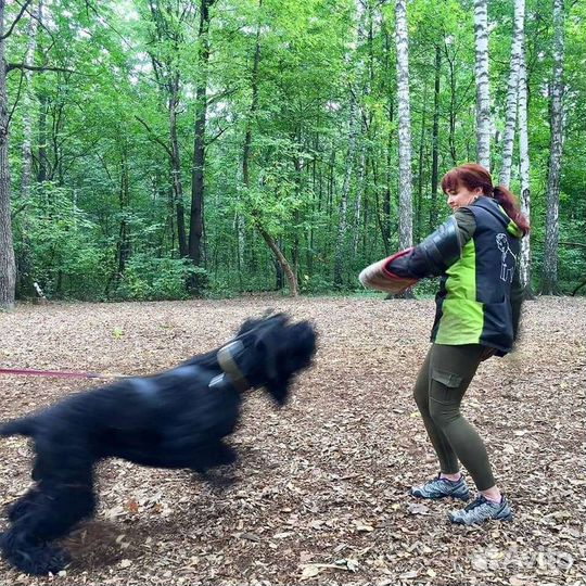 Дрессировка,коррекция,передержка,зоотакси