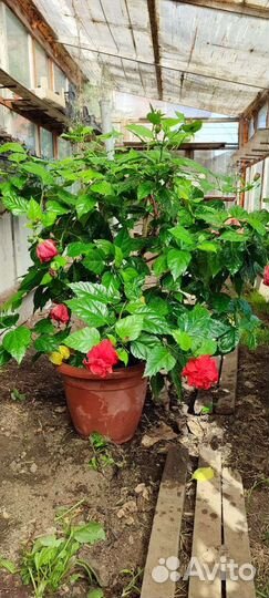 Гибискус китайская роза