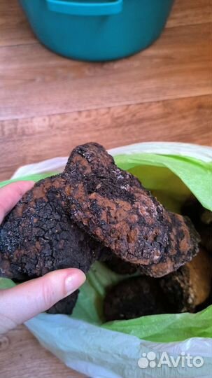 Березовый гриб чага 2.5 кг