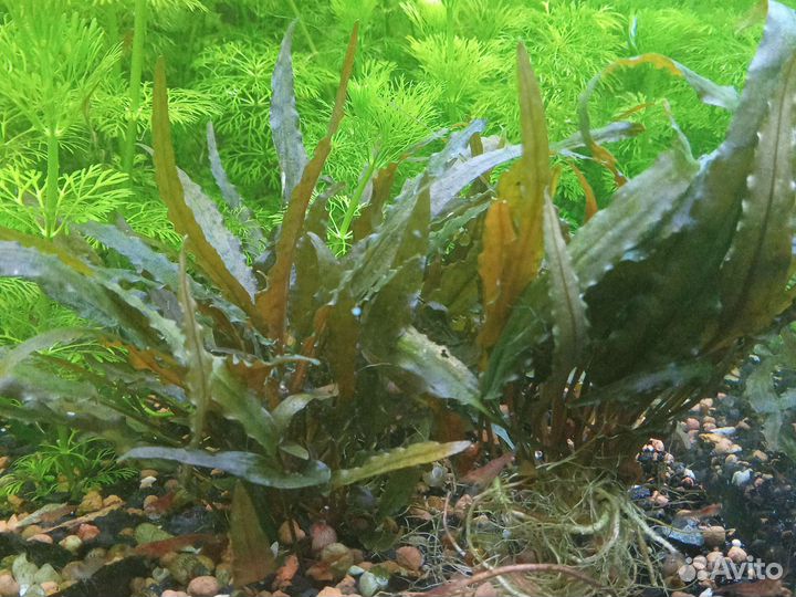 Аквариумные рыбки