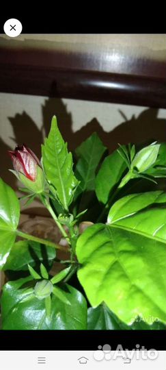 Гибискус махровый