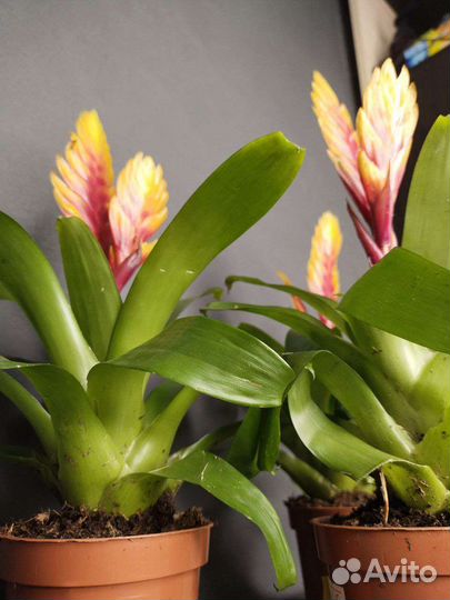 Вризиа Дорадо и Аспарагус Спренгери