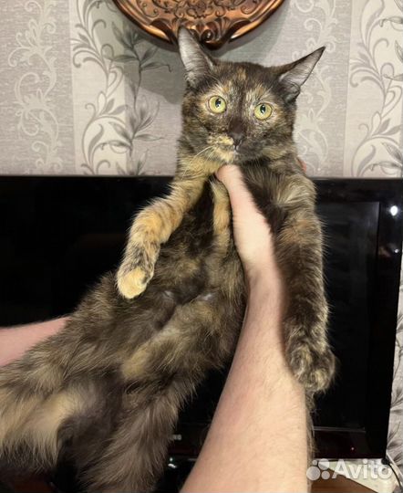 Котята ищут дом