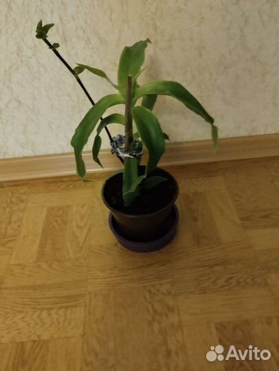 Растение золотой ус