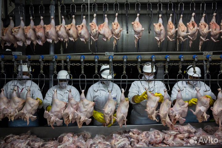 Обработчик птицы