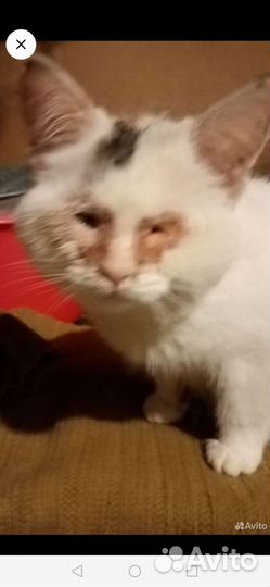 Кошки в добрые руки бесплатно